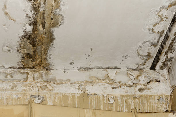 Why You Should Choose Our Mold Remediation Services in Corte Madera, CA